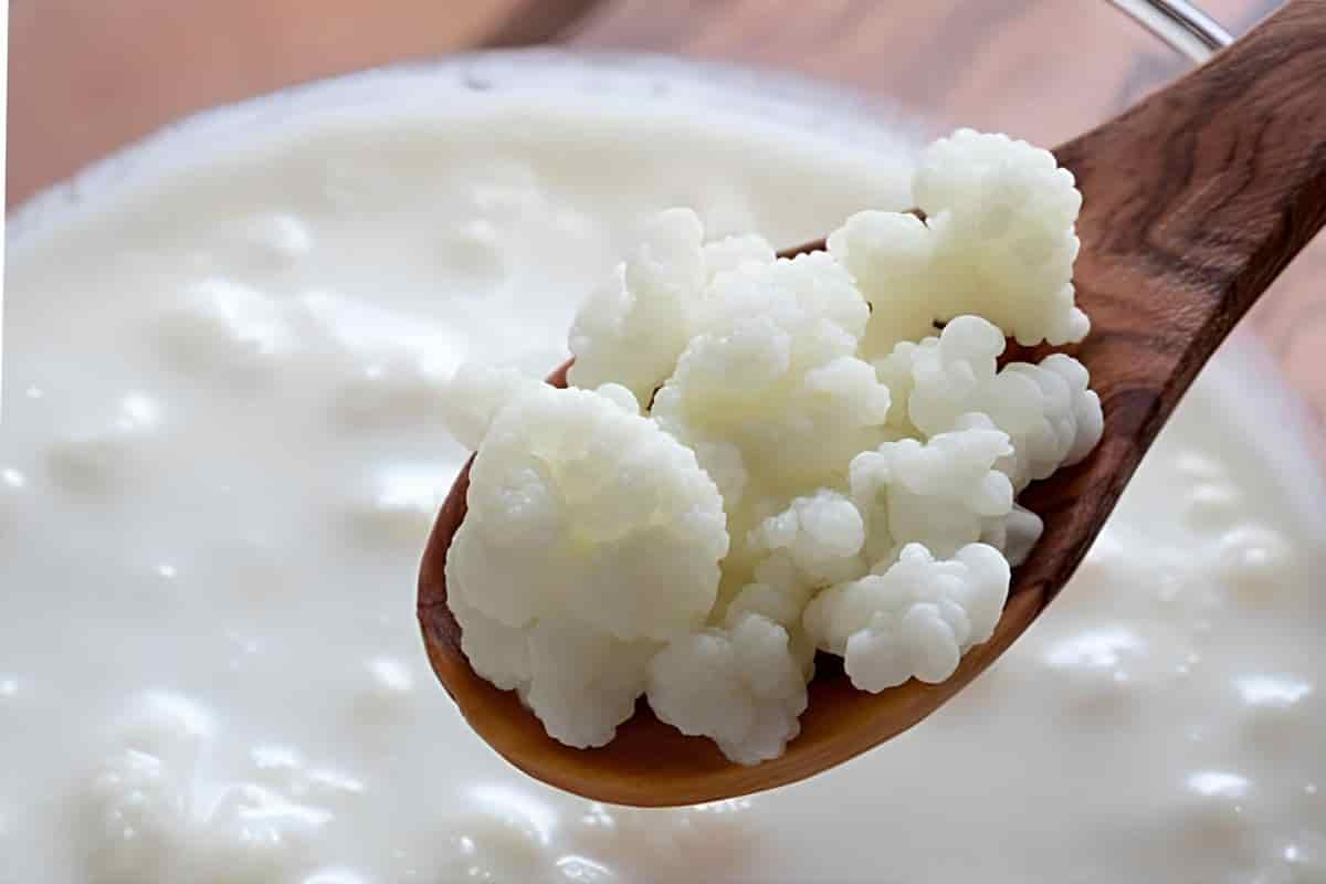 Como Fazer Kefir de Leite: 4 Ingredientes Simples